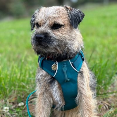 Mr Darcy of the shire Sutherland is a border terrier of repute.