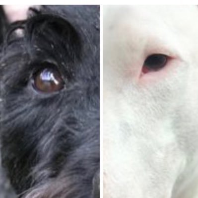 #OliveTheWonderScottie #EvertonTheDeafBullTerrier and our new brother #MrTibbits We’re terriers who love talking to their friends & meeting new ones too!