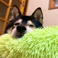 すえに (@copakoz) 's Twitter Profile