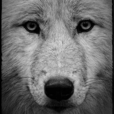 wolfchild1962 Profile Picture