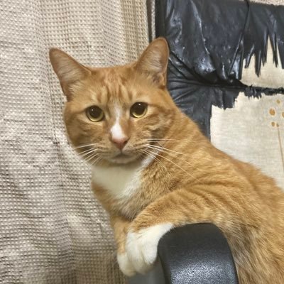 tigerkrm's profile picture. 競輪好きになっていつの間にか車券じゃなくNJSピスト乗り始めました