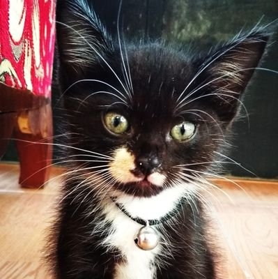 Kartini_Yfa's profile picture. ~