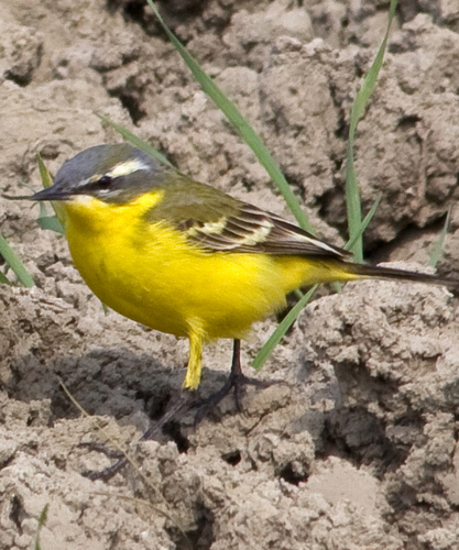 Suus63's profile picture. 