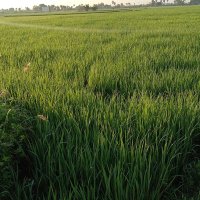 Ram 29 (@raju23446155) 's Twitter Profile