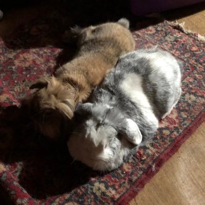 vstaraj's profile picture. PE CPC PEMF (mais pas tout en même temps) GS-CP