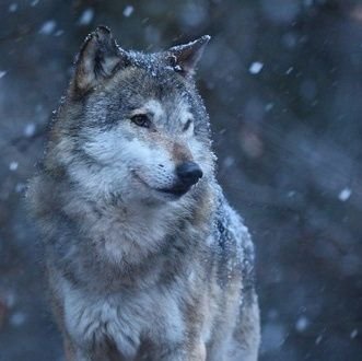 pyuurika's profile picture. narablog paruh waktu