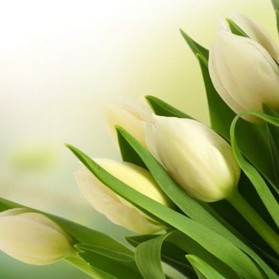 SeshuAlokam's profile picture. 