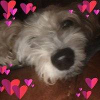 💚 Toni Stokoe 💚 (@meisafairy) 's Twitter Profile Photo 💚 Toni Stokoe 💚 (@meisafairy) 's Twitter Profile Photo