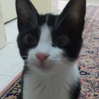 Deniz FİP’le Savaşıyor (@denizfipsavasci) 's Twitter Profile