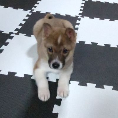 犬🐶、自由が好きー♪クッキーは雑種犬二代目です。動物愛護センターで出会い一目惚れ👀犬アレルギーあるけれど犬が好き💕また犬と暮らせる幸せを噛みしめてます(*˘︶˘*).｡.:*♡無言フォロー失礼します🙇‍♀