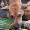 sugiharta_wayan's profile picture. Saya herbivora, child free dan pemuja orang dalam...