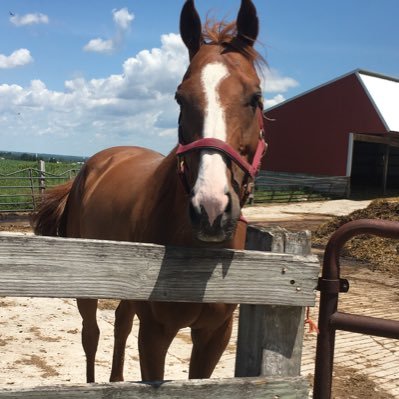 I am a runner, teacher and animal lover. A huge horse racing fan🏇