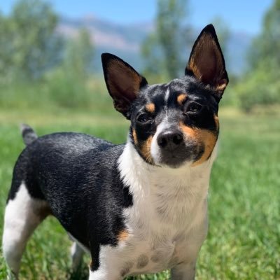 Happy-go-lucky rat terrier pup living in Utah. Born December 2017. Always happy with my mama! #DogsOfTwitter