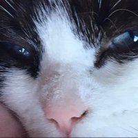 Leafy (@leafyiam) 's Twitter Profile
