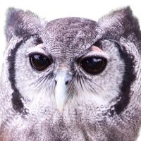 Falconry UK (@falconryuk) 's Twitter Profile