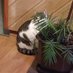 Catbehindaplant (@naturalisphotos) Twitter profile photo Catbehindaplant (@naturalisphotos) Twitter profile photo