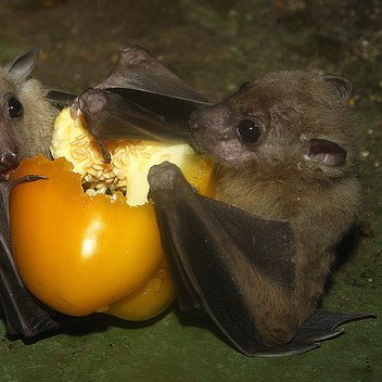 ashy_pope's profile picture. ladies and gentleman, what can i say? hail to the chief!
i am a minor, basic dni