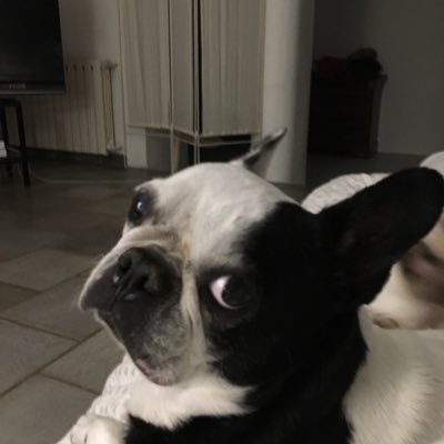 stellaplume's profile picture. 