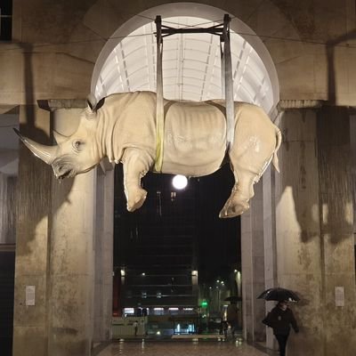 hairlessrhino's profile picture. 