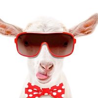 Η κατσίκα του Γείτονα (@goat_tarama) 's Twitter Profile