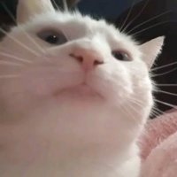 :vvvvvv (@pecausapipipi) 's Twitter Profile
