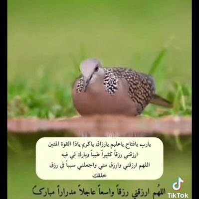 عاشقة الطبيعه