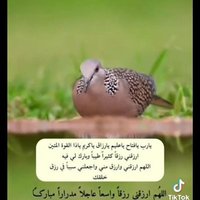 المسكريه (@almaskria5) Twitter profile photo