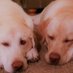 Beautiful Wife & Patrick & Puppies Price (@wife_price) Twitter profile photo