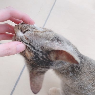 7say_umauma's profile picture. この垢で何話そうと思ったんやろうね ぼちぼちやるよ