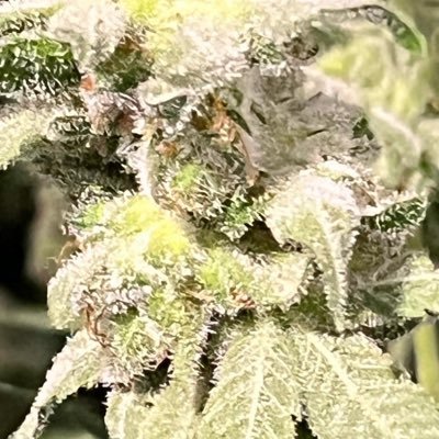 Great Gardener Farms is a Cowichan Valley NV based licensed micro-cultivator bringing our unique, award-winning in-house genetics from legacy to legal. #GGF