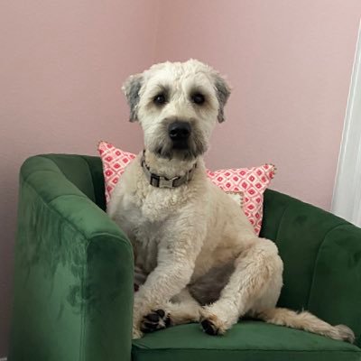 3 year old Soft Coated Wheaten Terrier loving life in FL. Meet Braxton! His family says he is the Best Boy Ever!