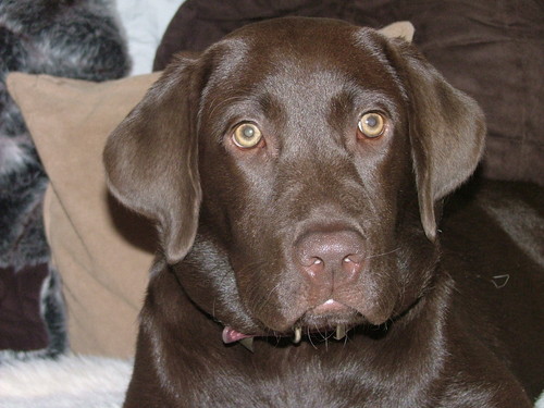 I am a chocolate labrador and I live in a village with my human and 6 chickens called Scarlet, Ruby, Ginger, Ebony and the twins. I like playing and long walks.