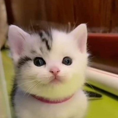 AvaAdoptMeLover's profile picture. 