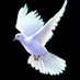 白の鳩🕊 (@popcherries1) Twitter profile photo 白の鳩🕊 (@popcherries1) Twitter profile photo