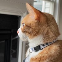 Sarge 🧡(@sarge_the_kitty) 's Twitter Profile Photo