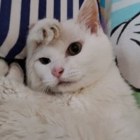 しろねこちび(@M0bjYXLdaBETMhy) 's Twitter Profile Photo