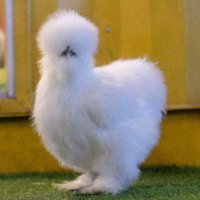 SilkieCrypto (@silkiecrypto) 's Twitter Profile