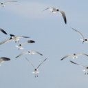 Heather Honaker - @h_honaker - Twitter