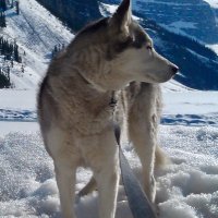 Silver Lennon (@silverlennon15) 's Twitter Profile