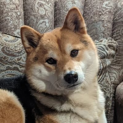 welcome to my Twitter! I am Kosmo, the Shiba Inu puppy! Named after a cosmic wolf from Voltron!

Happy Best Boi! 4 years old!