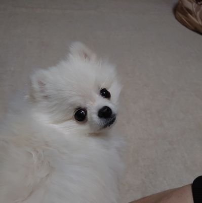 2021年8月9日からポメラニアンを飼っています。2021年5月23日生まれ、名前はもちこです。女の子です。
#ポメラニアン