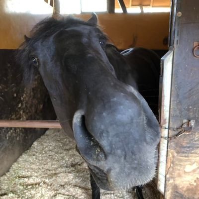 winteraifell's profile picture. 馬主