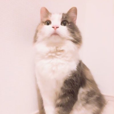 yu_mofumofu0303's profile picture. 愛猫モフ︎︎＿9歳＿女の子＿03.22虹の橋へ⠀⠀⠀⠀⠀⠀⠀⠀⠀⠀⠀⠀