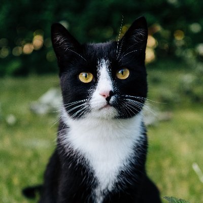 fireponyii's profile picture. 普通韭菜