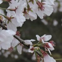 ゆず都 (@xyuzu) Twitter profile photo