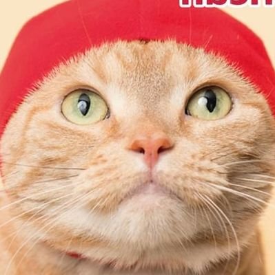 TDH_est's profile picture. 