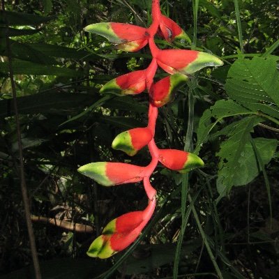 Interinstitutional group sharing interests in the field of tropical biology, including community ecology, floristics and botany, evolution and conservation