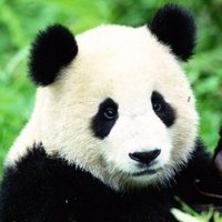 We Love Pandas(@WeLove_Pandas) 's Twitter Profile Photo