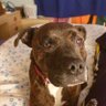 Struthytrav's profile picture. SBT owner. Lover of Orkney. Oldham Athletic fan. Lover of quality TV drama.