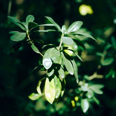 nrk_hrt's profile picture. 見る専